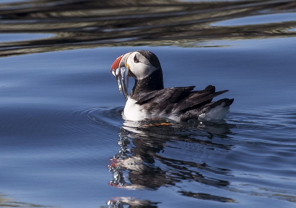 Whale Watching and Puffin Tour: Explore Iceland's Wildlife from Old Harbour in Downtown Reykjavik