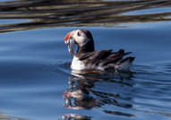 Atlantic puffin floating on the ocean during a Reykjavík puffin tour. Explore Iceland’s unique seabirds and coastal wildlife by boat.