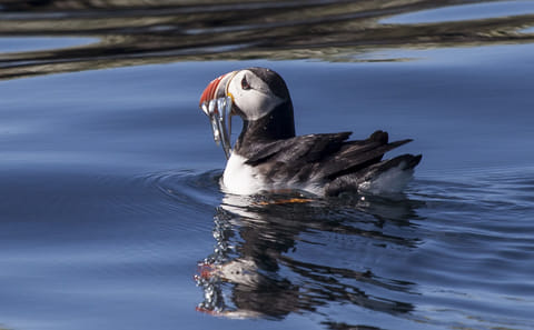 Whale Watching and Puffin Tour from Reykjavík's Old Harbour