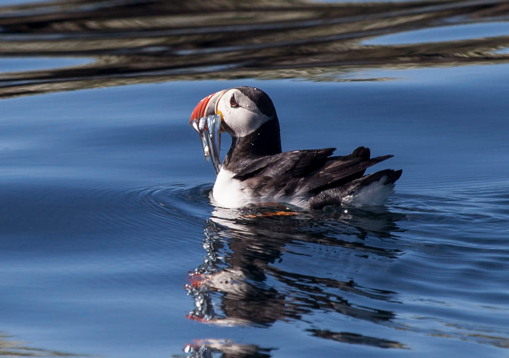 Atlantic puffin floating on the ocean during a Reykjavík puffin tour. Explore Iceland’s unique seabirds and coastal wildlife by boat.