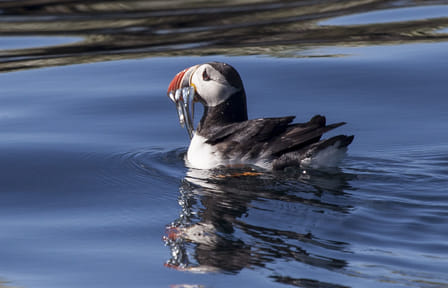 Whale Watching and Puffin Tour from Reykjavík's Old Harbour