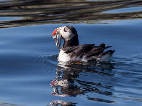 Atlantic puffin floating on the ocean during a Reykjavík puffin tour. Explore Iceland’s unique seabirds and coastal wildlife by boat.