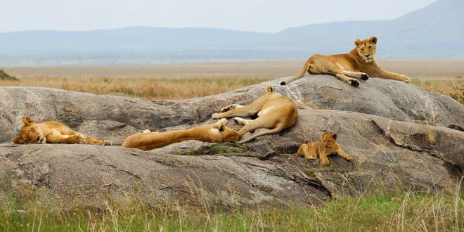 5-Day Tanzania Small Group Safari: Tarangire, Serengeti & Ngorongoro photo 6