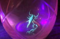 Las Vegas Night-Time Scorpion and Black Widow interactive virtual hunting  2