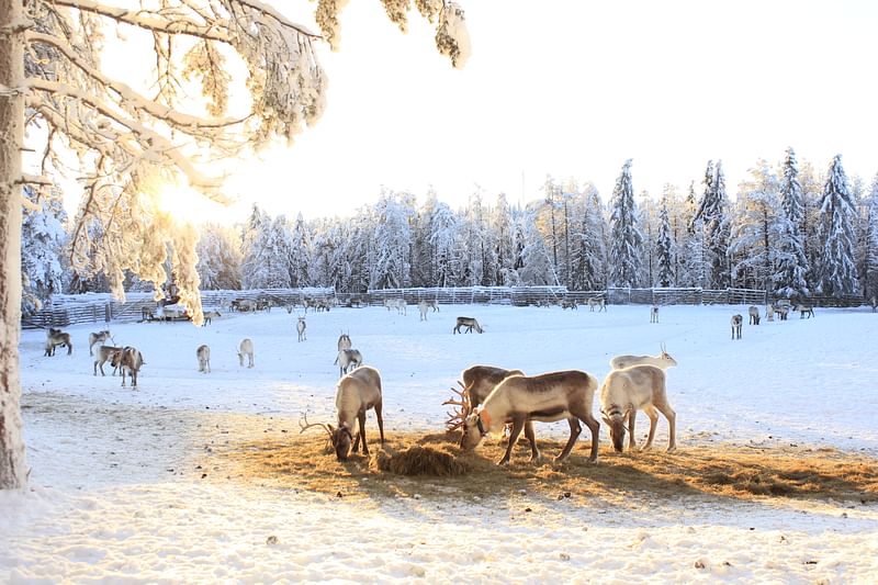 Reindeer in the morning light in Ruka Kuusamo