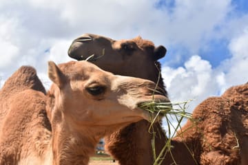 Tangier Camel Ride Tour with Pick-up and Drop-off