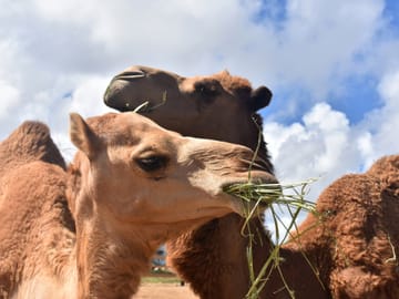 Tangier Camel Ride Tour with Pick-up and Drop-off