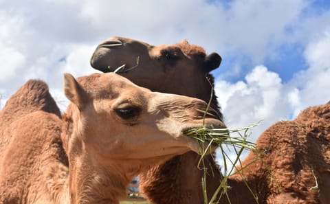 Tangier Camel Ride Tour with Pick-up and Drop-off