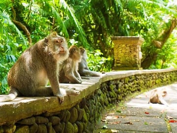 Ubud Cultural and Nature Tour in Bali, Indonesia