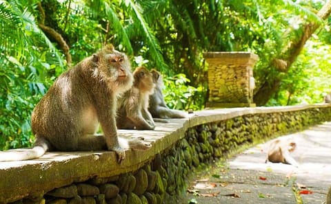 Ubud Cultural and Nature Tour in Bali, Indonesia
