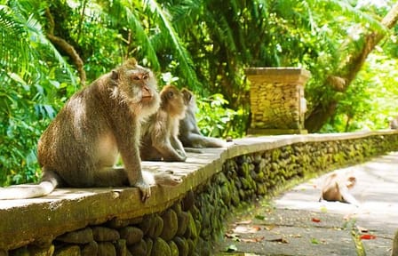 Ubud Cultural and Nature Tour in Bali, Indonesia