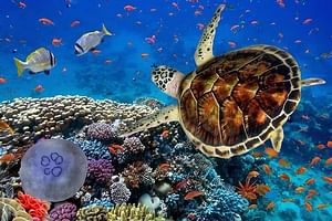 Swim with turtles + ATV + Ziplines + Cenote + Lunch