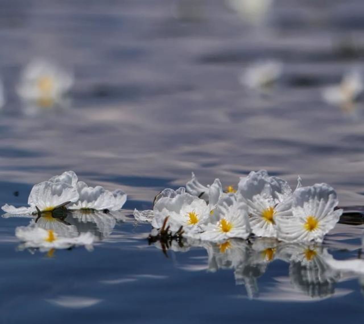 Skittish（ summer season)