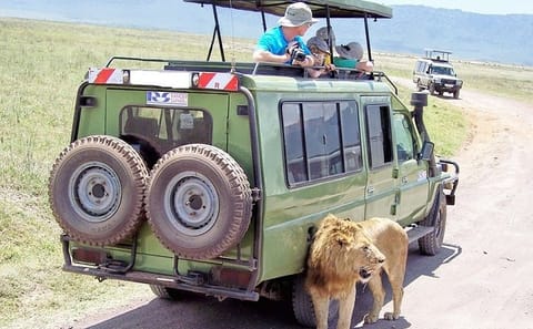 Nairobi National Park Wildlife Game Drive Tour