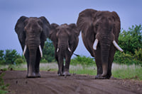 Lion & Elephant Safari Adventure Full-Day Tour 1