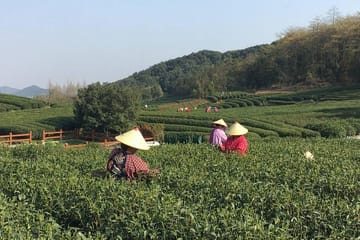 Half-Day Tour of Yunxi Bamboo Forest and Tea Plantation in Hangzhou