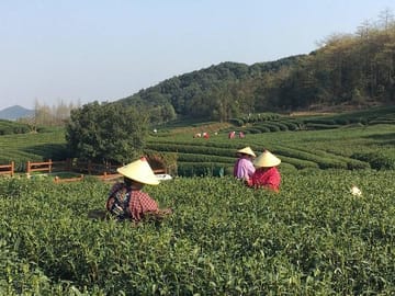 Half-Day Hangzhou Yunxi Bamboo Forest and Tea Plantation Experience