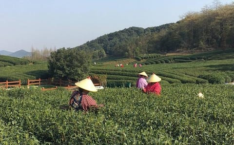 Half-Day Tour of Yunxi Bamboo Forest and Tea Plantation in Hangzhou