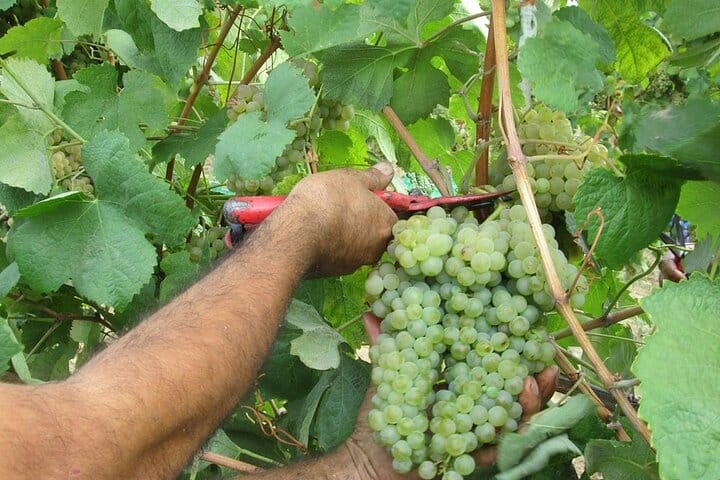 GREEN WINE: Private Tour with Guimarães or Amarante from Porto