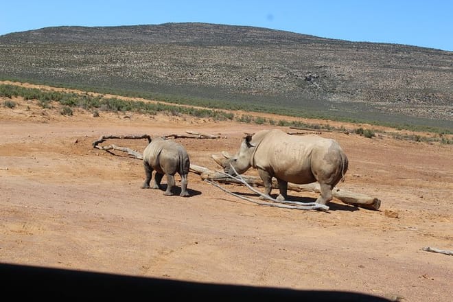 White Rhino