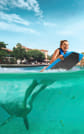 Isla Mujeres: Dolphin Connection 2