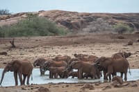 Ol Pejeta Conservancy and Chimpanzee Sanctuary Full-Day Tour from Nairobi 9