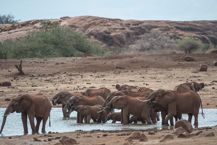 Ol Pejeta Conservancy and Chimpanzee Sanctuary Full-Day Tour from Nairobi 9