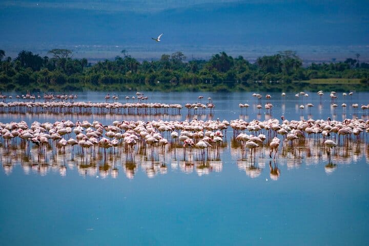 3-Day Amboseli National Park - Group Joining Safari 7