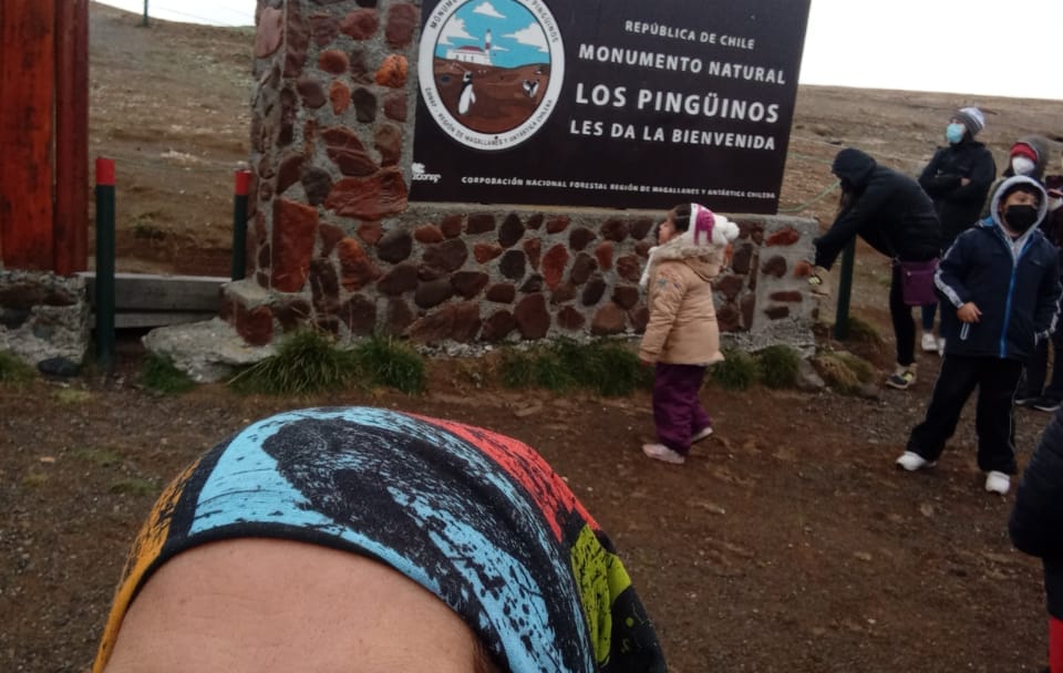 Half-Day Tour to Magdalena Island Penguin Colony from Punta Arenas