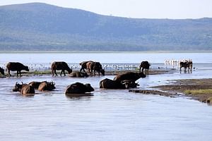 2 Day Tour Lake Nakuru, Hell' s Gate & Lake Naivasha From Nairobi