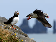 Puffin Watching Yacht Cruise from Downtown Reykjavík – Small Group Experience 2