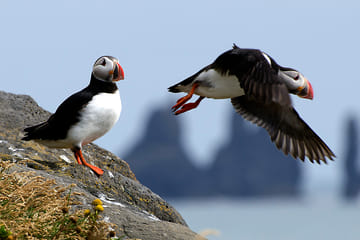 Puffin Watching RIB Speedboat Tour in Reykjavík