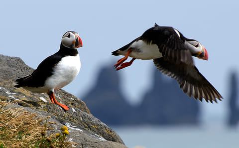 Puffin Watching Yacht Cruise in Reykjavík for Small Groups