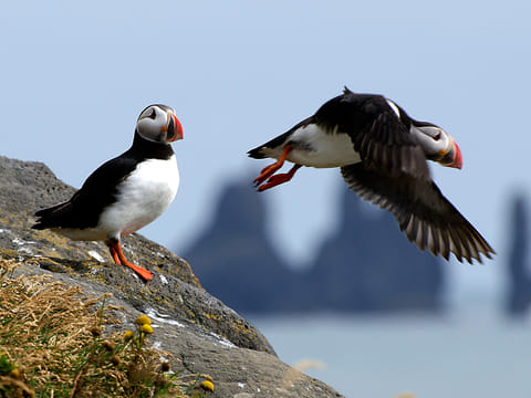 Puffin Tour by RIB Speedboat from Downtown Reykjavik, photo 4