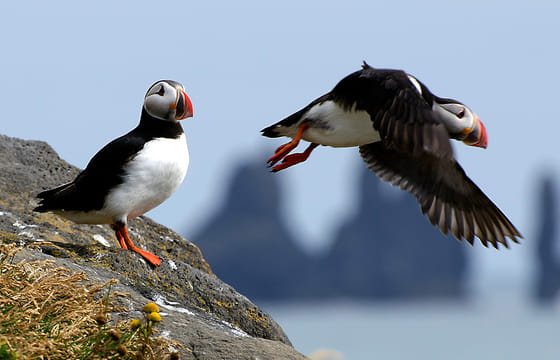 Puffin Watching Yacht Cruise from Downtown Reykjavík – Small Group Experience