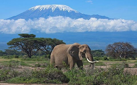 DAY TOUR TO AMBOSELI NATIONALPARK