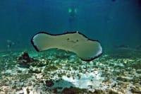 Snorkeling with Turtles and Cenote Tour from Riviera Maya 9