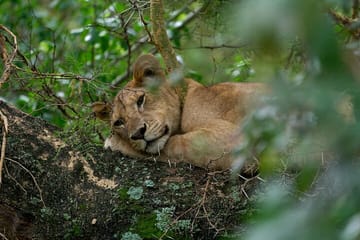 4 Days 3 Nights Lake Manyara Serengeti and Ngorongoro Safari