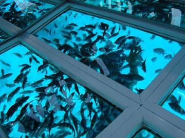 Glass Bottom Boat Tour in Sharm El Sheikh, Egypt