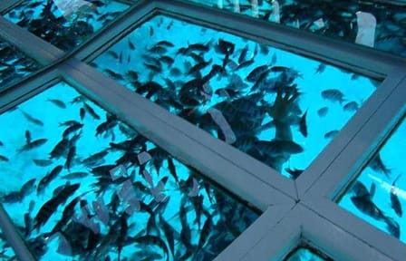 Glass Bottom Boat Tour in Sharm El Sheikh, Egypt