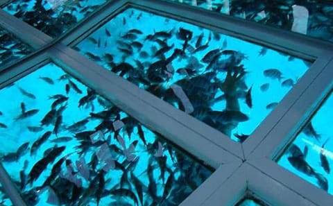 Glass Bottom Boat Tour in Sharm El Sheikh, Egypt