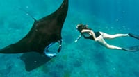 Bali Marine: Swim with Manta Rays in Nusa Penida 1