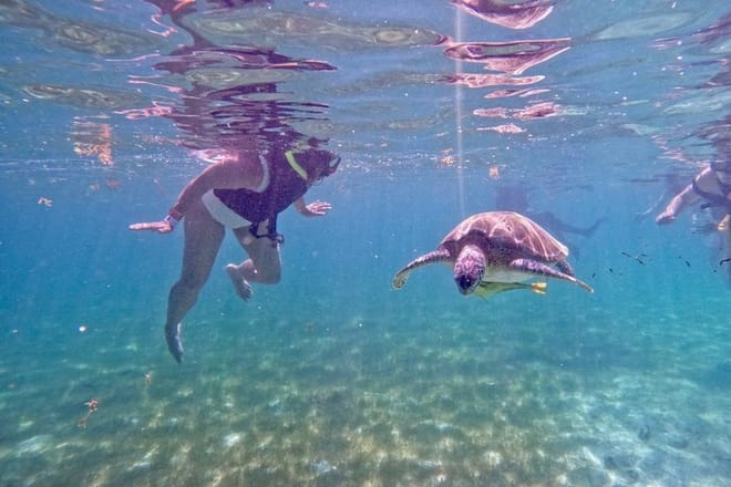 Santuario de tortugas Akumal Snorkel Experiencia marina