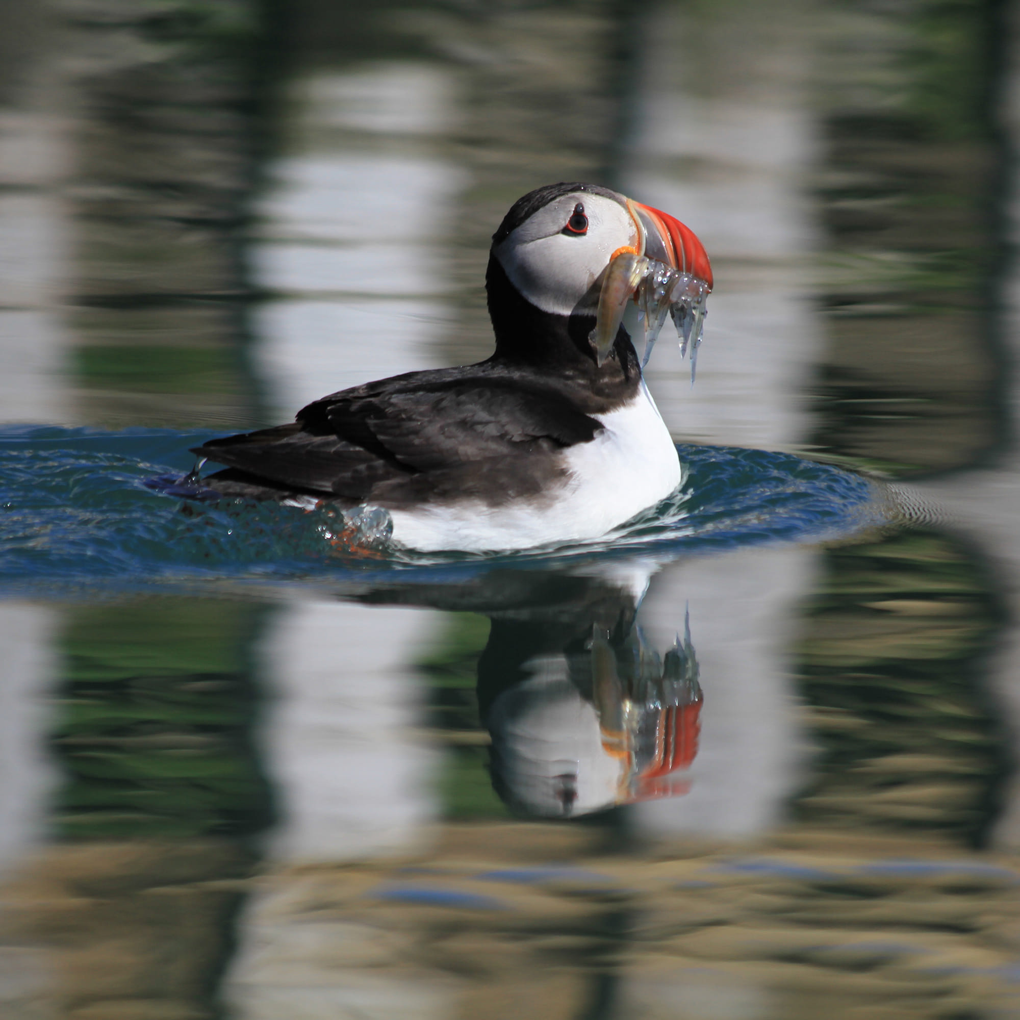 Gentle Giants Whale Watching from Husavik, Iceland - GG2 Big Whale Safari and Puffins with a local Family Company