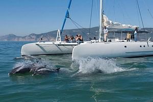 Dolphin Watching: Excursion from Lisbon