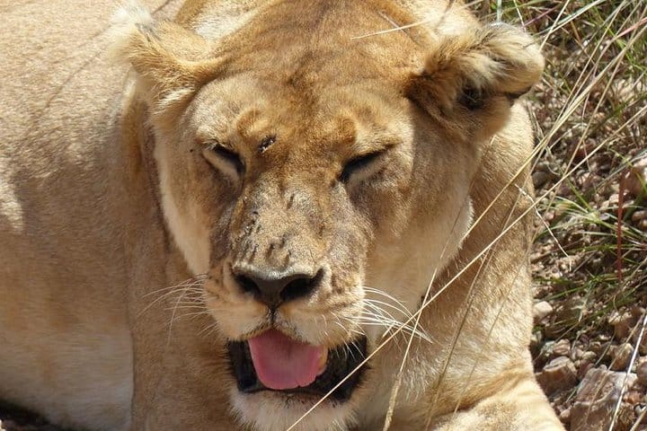 Golden mane gleaming in the sunligh