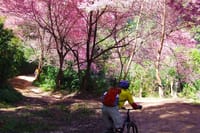 Chiang Mai's Epic Doi Suthep Downhill Mountain Bike Adventure 6