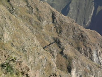Full Day Colca Canyon Tour from Arequipa with Cultural Stops