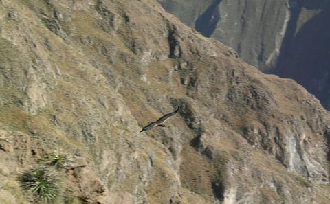Full Day Colca Canyon Tour from Arequipa with Cultural Stops