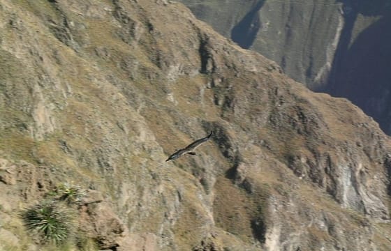 Full Day Colca Canyon Tour